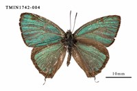 藏品(碧翠灰蝶)的圖片